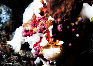 Painted frogfish/Photographed with a Canon 60 mm macro le... by Laurie Slawson 